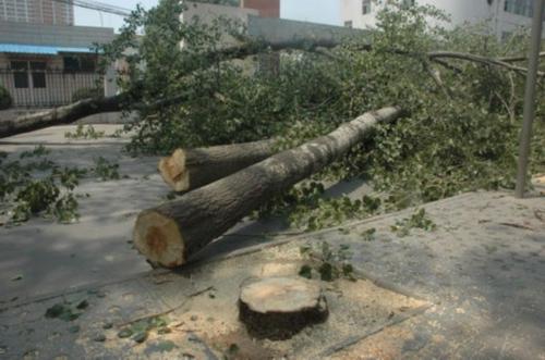 南京树木砍伐